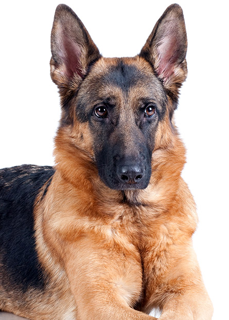 Animal Attack Lawsuits | New York, NY Animal Attack Lawsuits | New York, NY